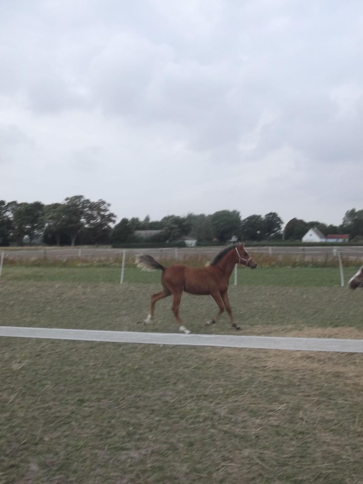 Anden særlig race Helleruphus  Anischa billede 24