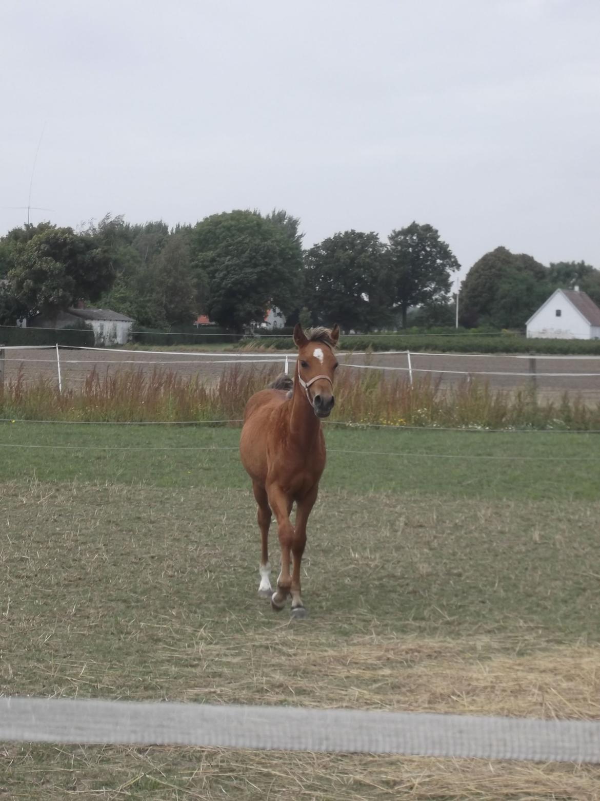 Anden særlig race Helleruphus  Anischa billede 25