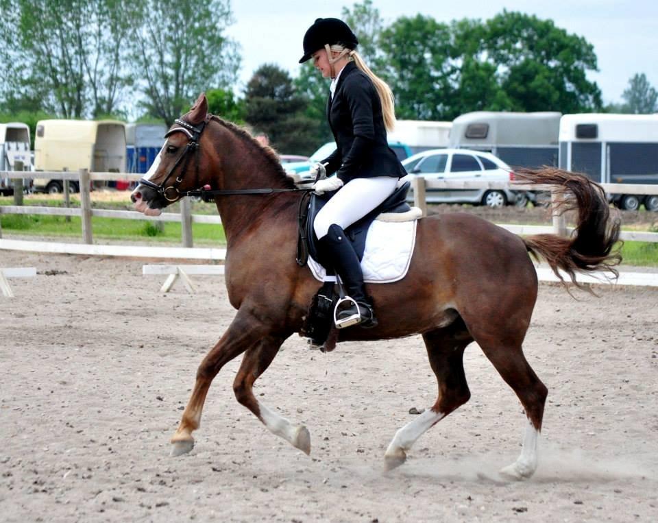 New Forest Tosca  - Thihi:')) billede 13