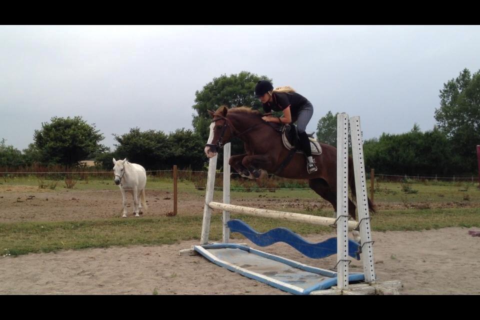 New Forest Tosca  - Min såkaldte dressurpony <3 billede 9