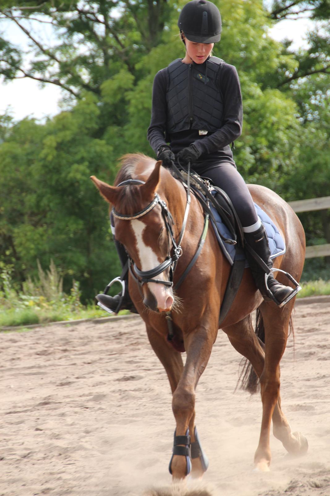 Anden særlig race Bacardi billede 15