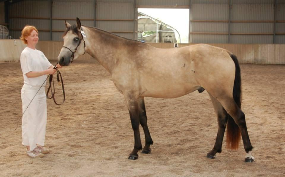 Connemara Følfods Ziggy Stardust - Tidl. hest - Foto: Lene Gøgsig Nielsen billede 16