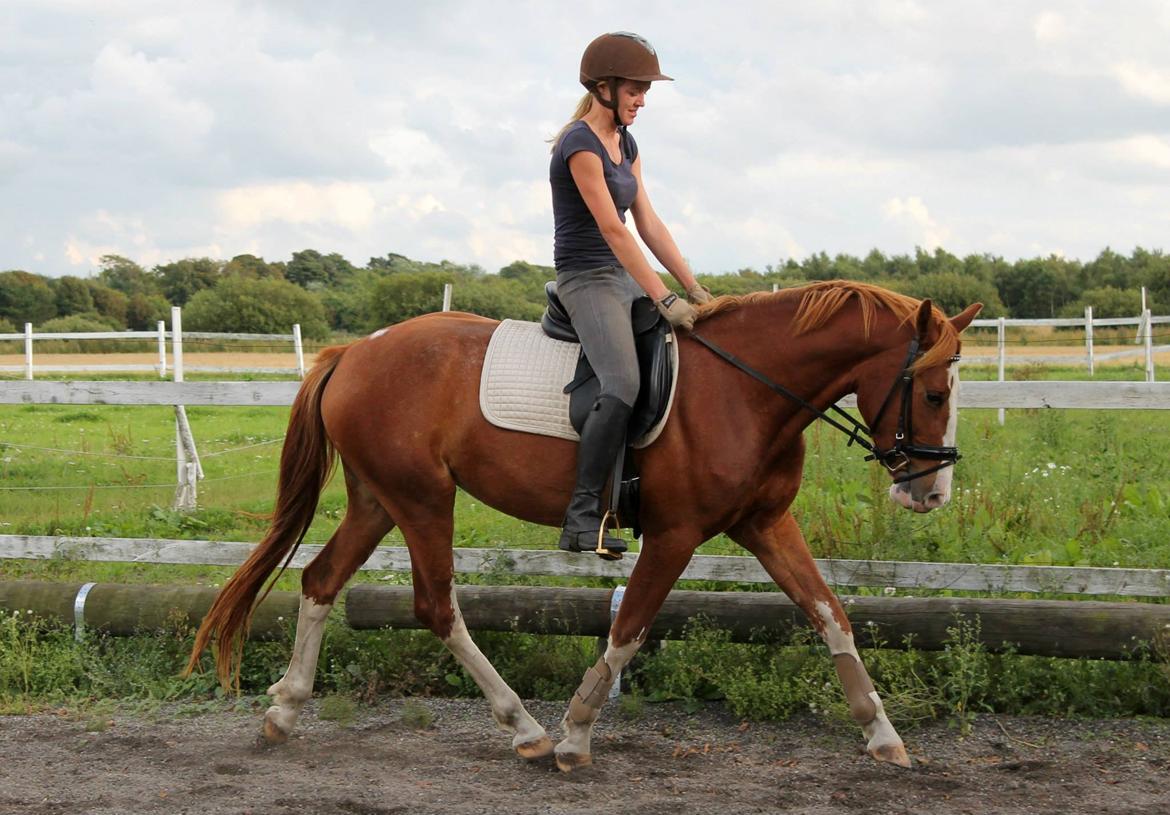 Frederiksborg Nefertari  billede 12