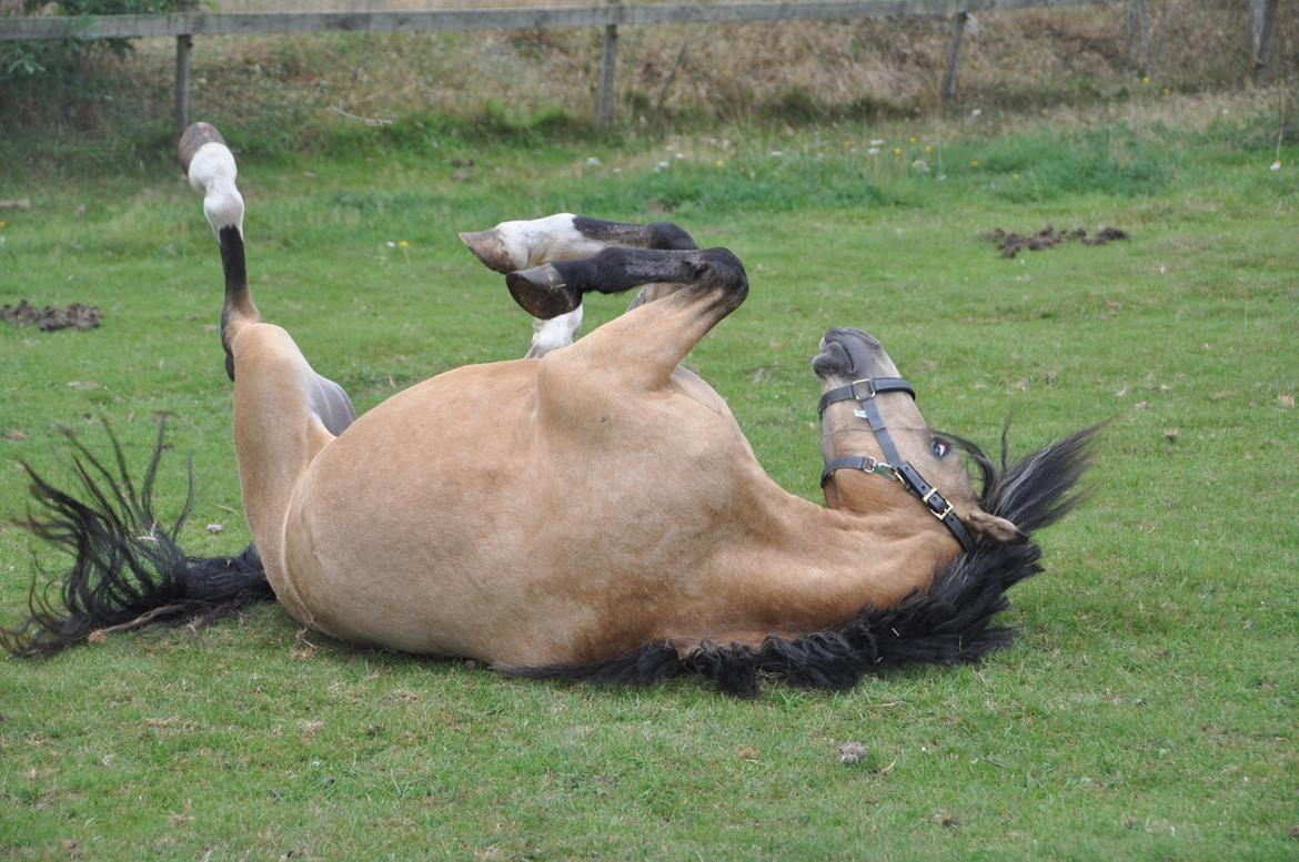 Welsh Pony af Cob-type (sec C) Gribsvads Little Hector billede 5