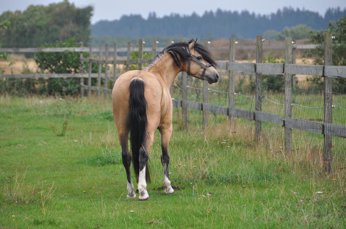 Welsh Pony af Cob-type (sec C) Gribsvads Little Hector billede 7