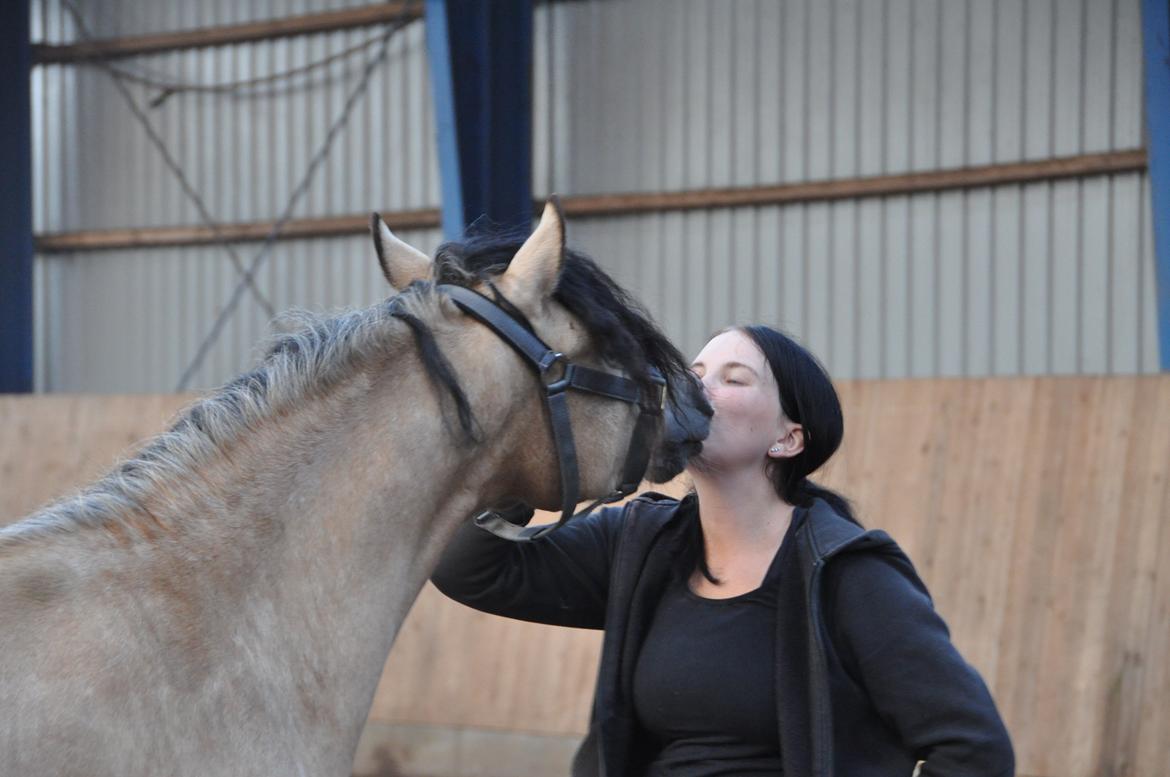 Welsh Pony af Cob-type (sec C) Gribsvads Little Hector billede 9