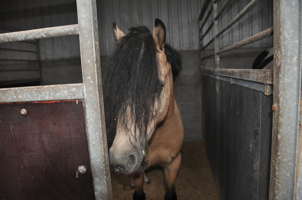 Welsh Pony af Cob-type (sec C) Gribsvads Little Hector billede 11