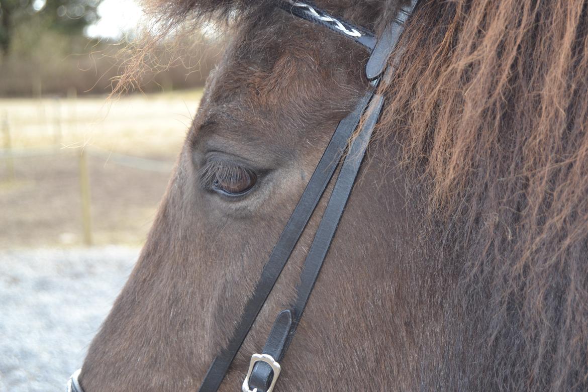 Islænder Visna fra Søborg<3 - Velkommen til Visnas profil!<3 billede 1
