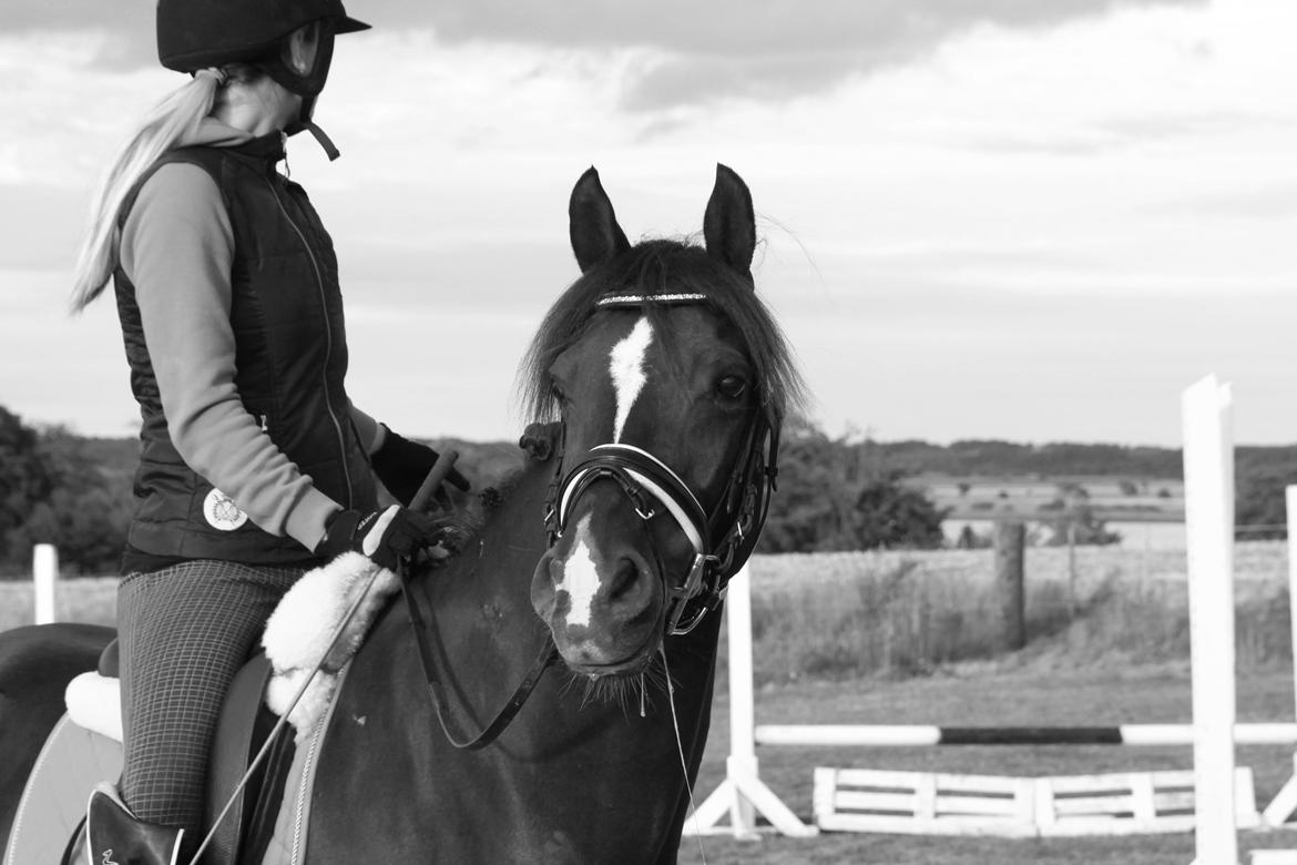 DSP Solvanggårds Diadem billede 11