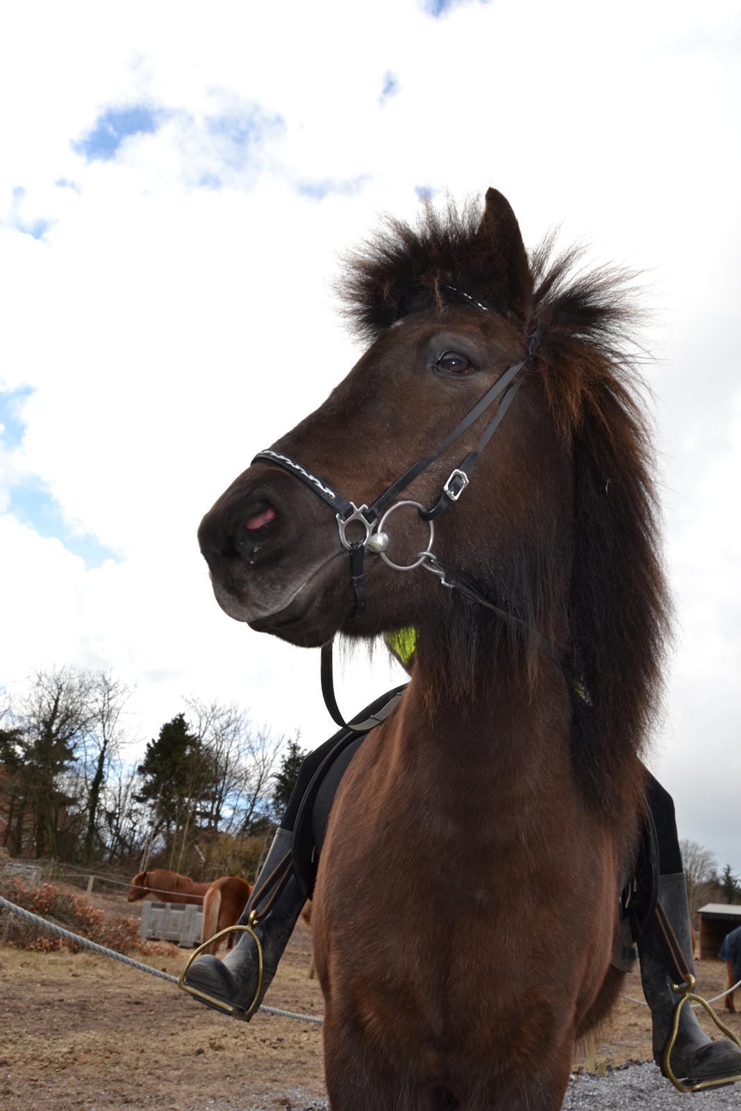 Islænder Visna fra Søborg<3 - Farvel og tak for kigget, smid gerne en kommentar og en stemme! :D billede 22