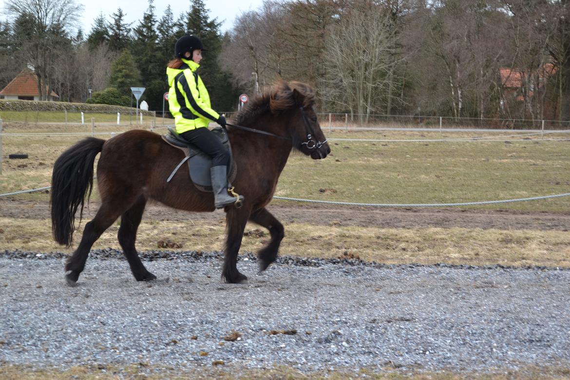 Islænder Visna fra Søborg<3 - Tölt i fuld sving! <3 billede 3