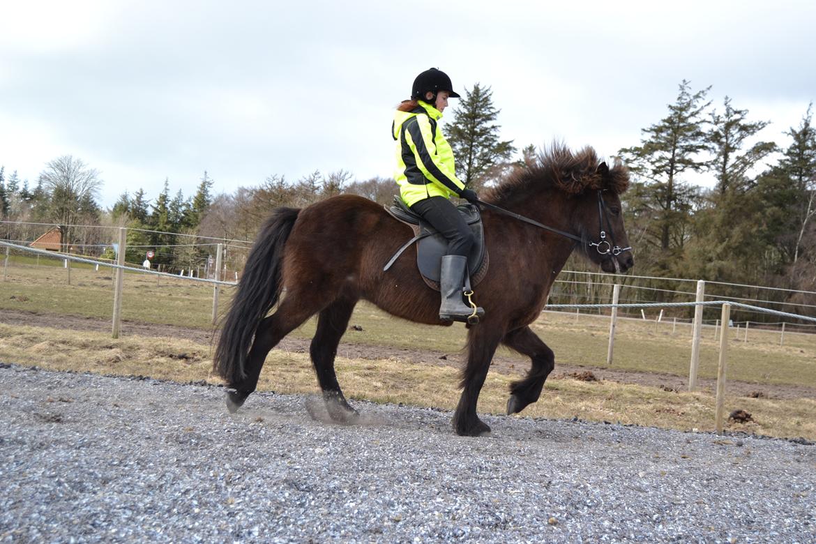 Islænder Visna fra Søborg<3 - Tölt i fuld sving! :) billede 9