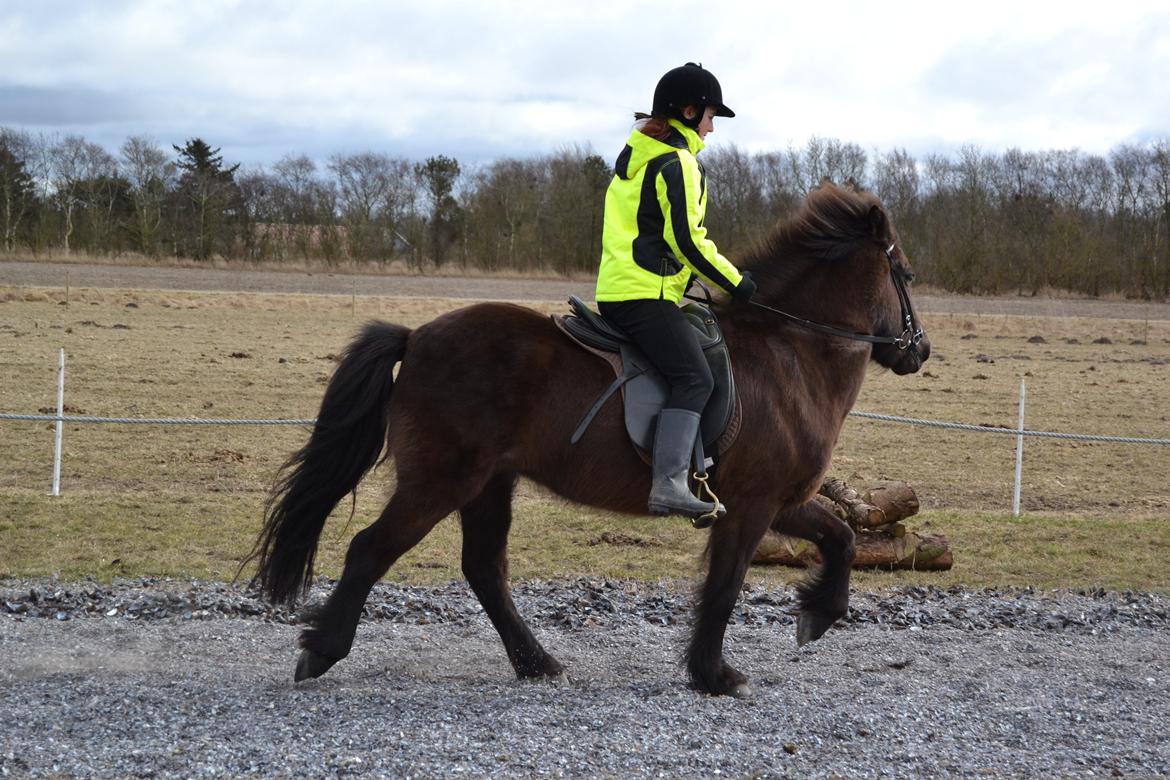 Islænder Visna fra Søborg<3 - Tölten går bare derud af! :) billede 11