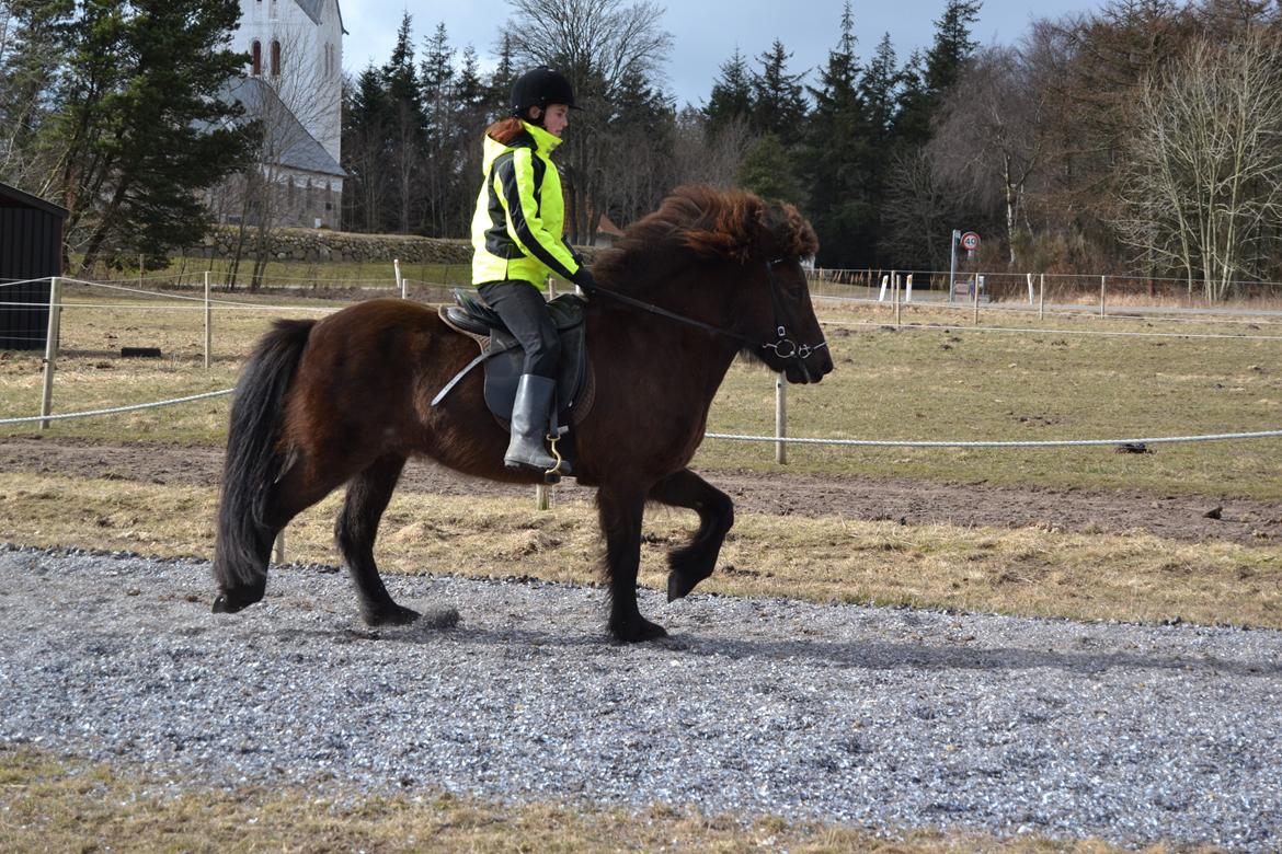 Islænder Visna fra Søborg<3 - Tölt igen, det er hendes fortukne under rytter. billede 13