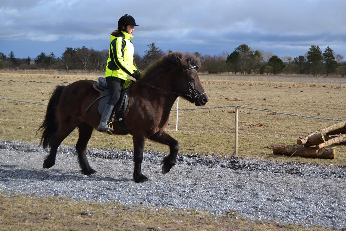 Islænder Visna fra Søborg<3 - Tölt. billede 14