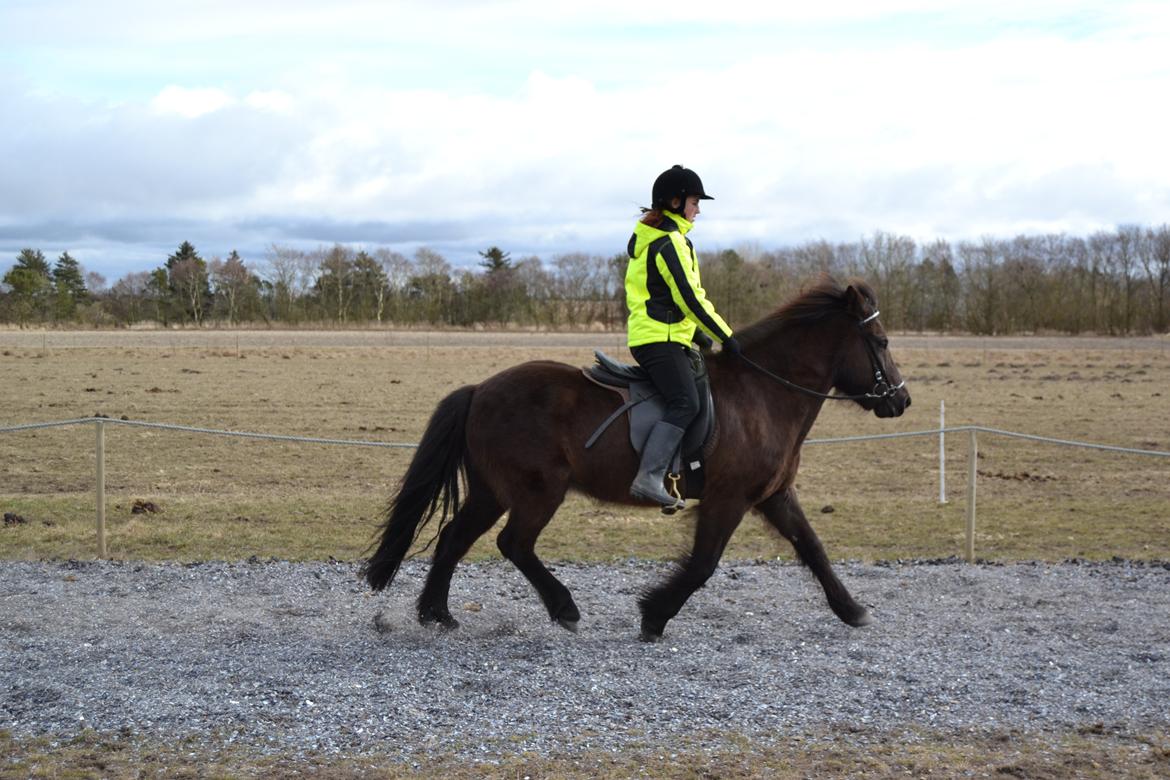 Islænder Visna fra Søborg<3 - Trav, hun gør sit bedste men der er meget lille! :( billede 7