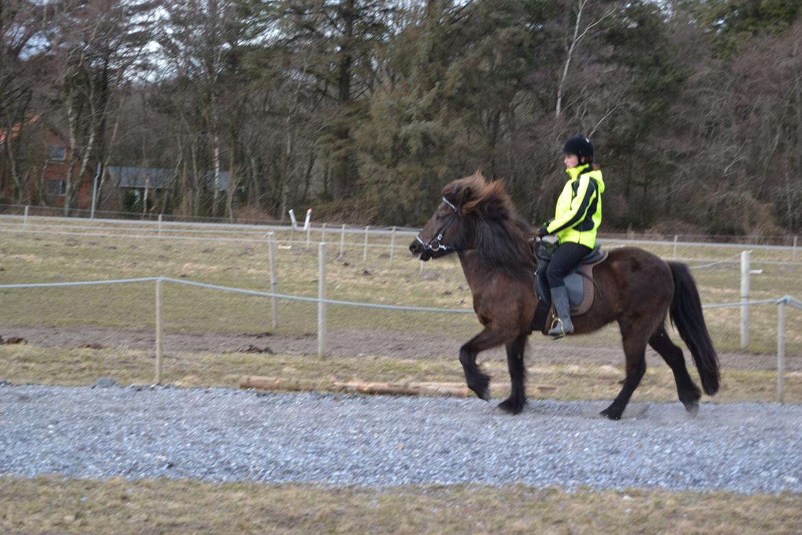 Islænder Visna fra Søborg<3 - Tölt i fuld sving! <3 billede 5