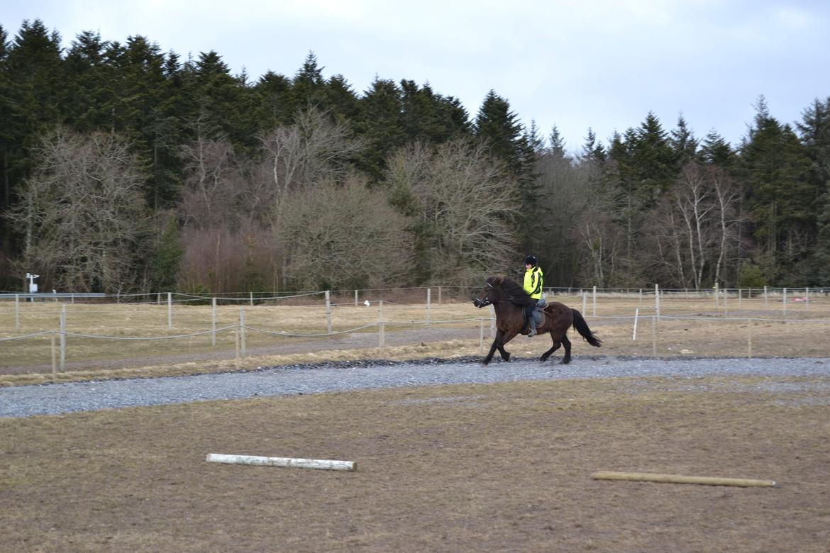 Islænder Visna fra Søborg<3 - Galop, anden gang på bane med hende. Undskylder det er så langt tilbage! billede 10