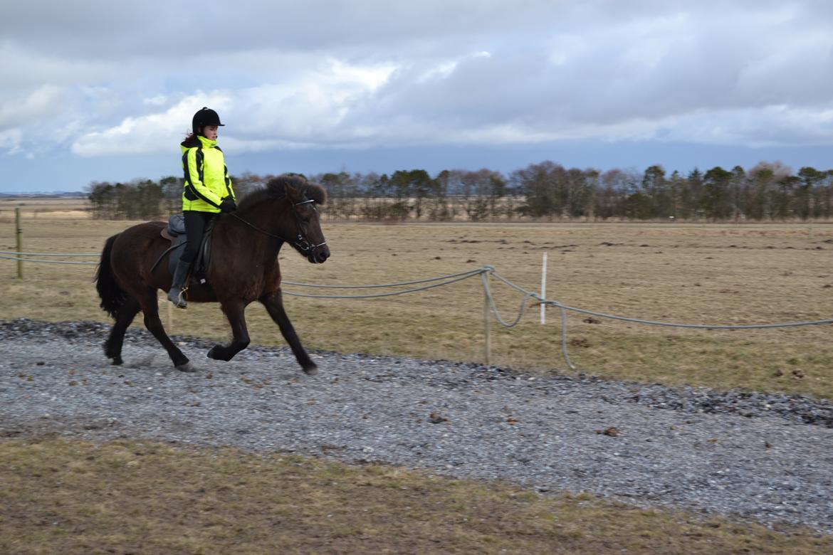 Islænder Visna fra Søborg<3 - Galop i fuldfart! Anden gang på hende. billede 16