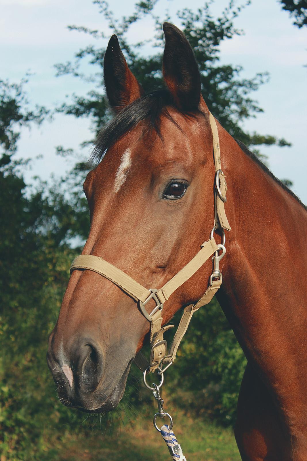 Hollandsk Varmblod Ruby - Velkommen til min sære hest's profil :) billede 1