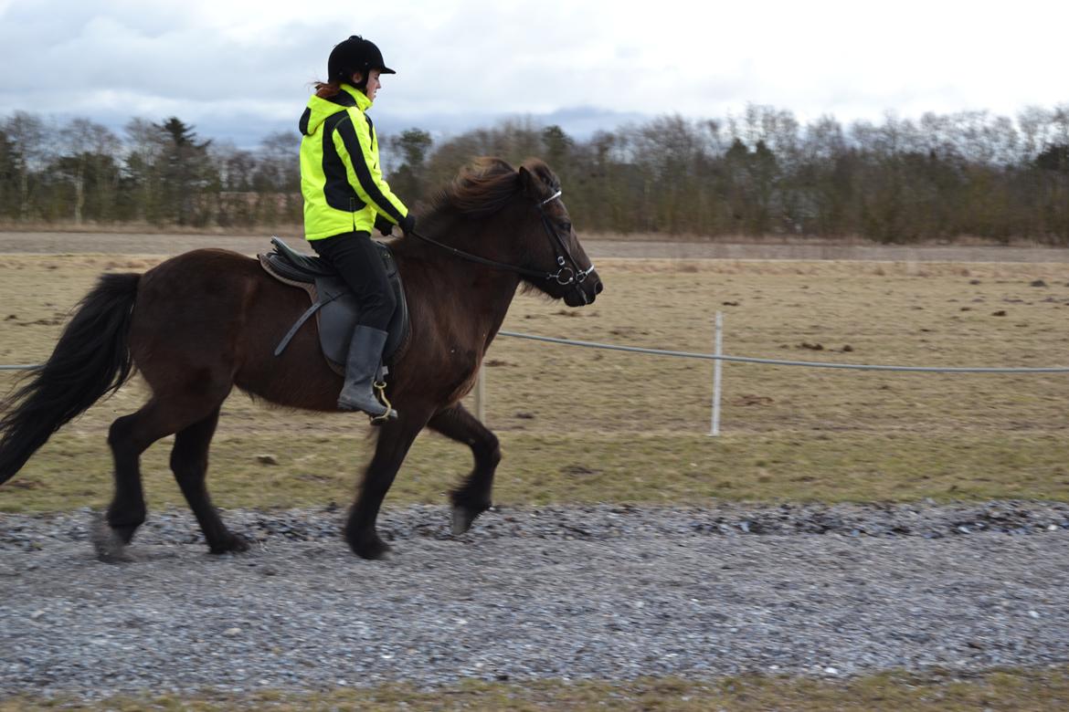 Islænder Visna fra Søborg<3 - Tölt igen! :) billede 17
