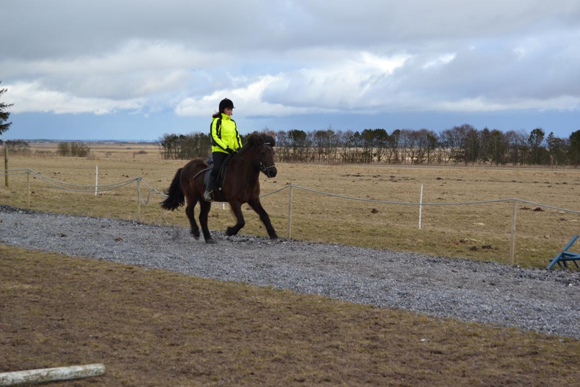 Islænder Visna fra Søborg<3 - Galop endnu engang! :) billede 4