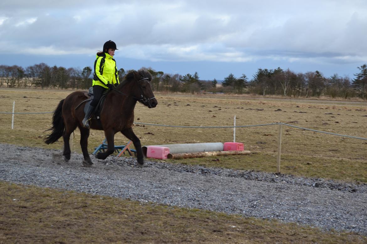 Islænder Visna fra Søborg<3 - Så er der fart over feltet! :) billede 18