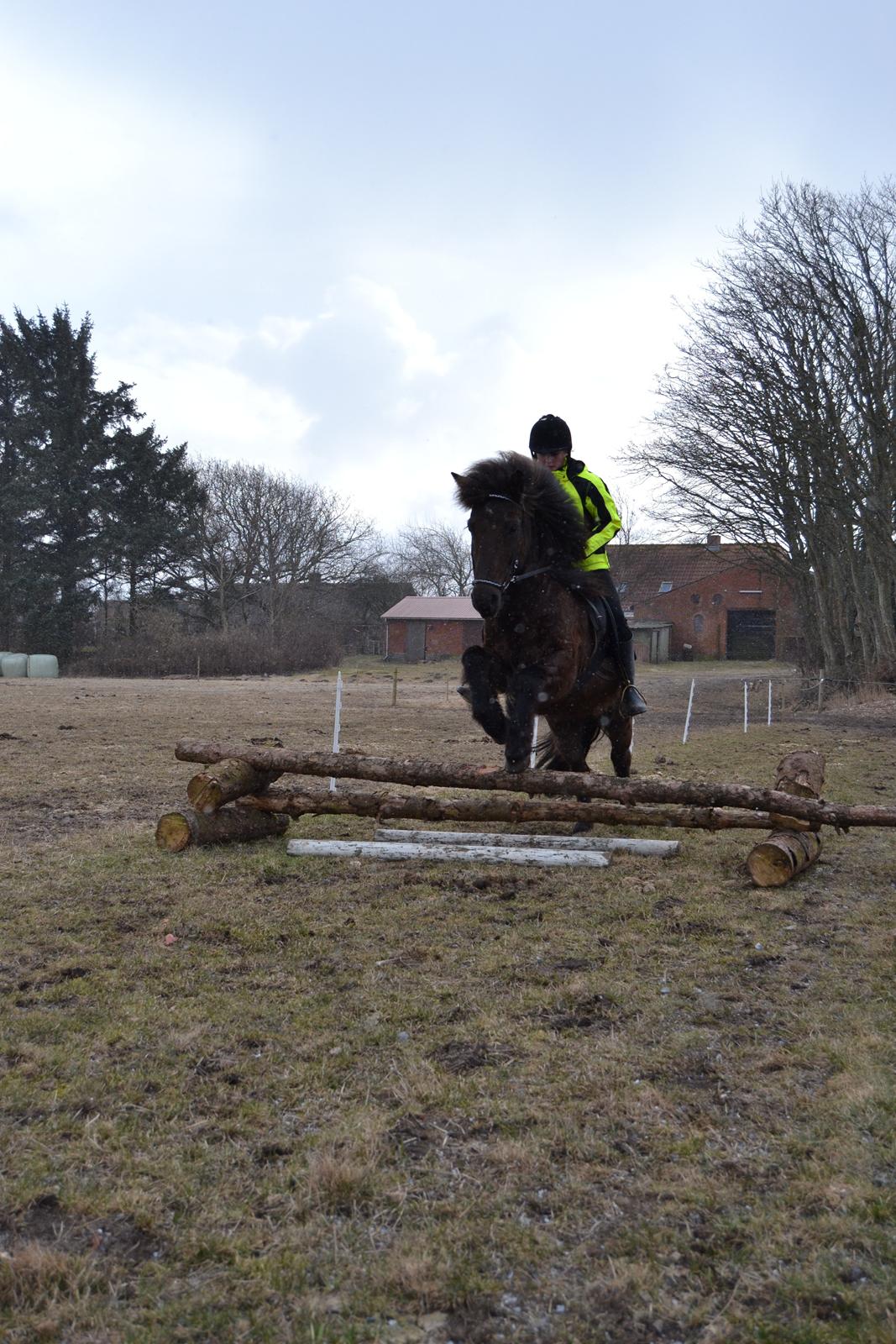 Islænder Visna fra Søborg<3 - Første spring under rytter, 50 cm! Så flot! ISLÆNDER KAN OGSÅ GODT SPRINGE!! :D billede 19