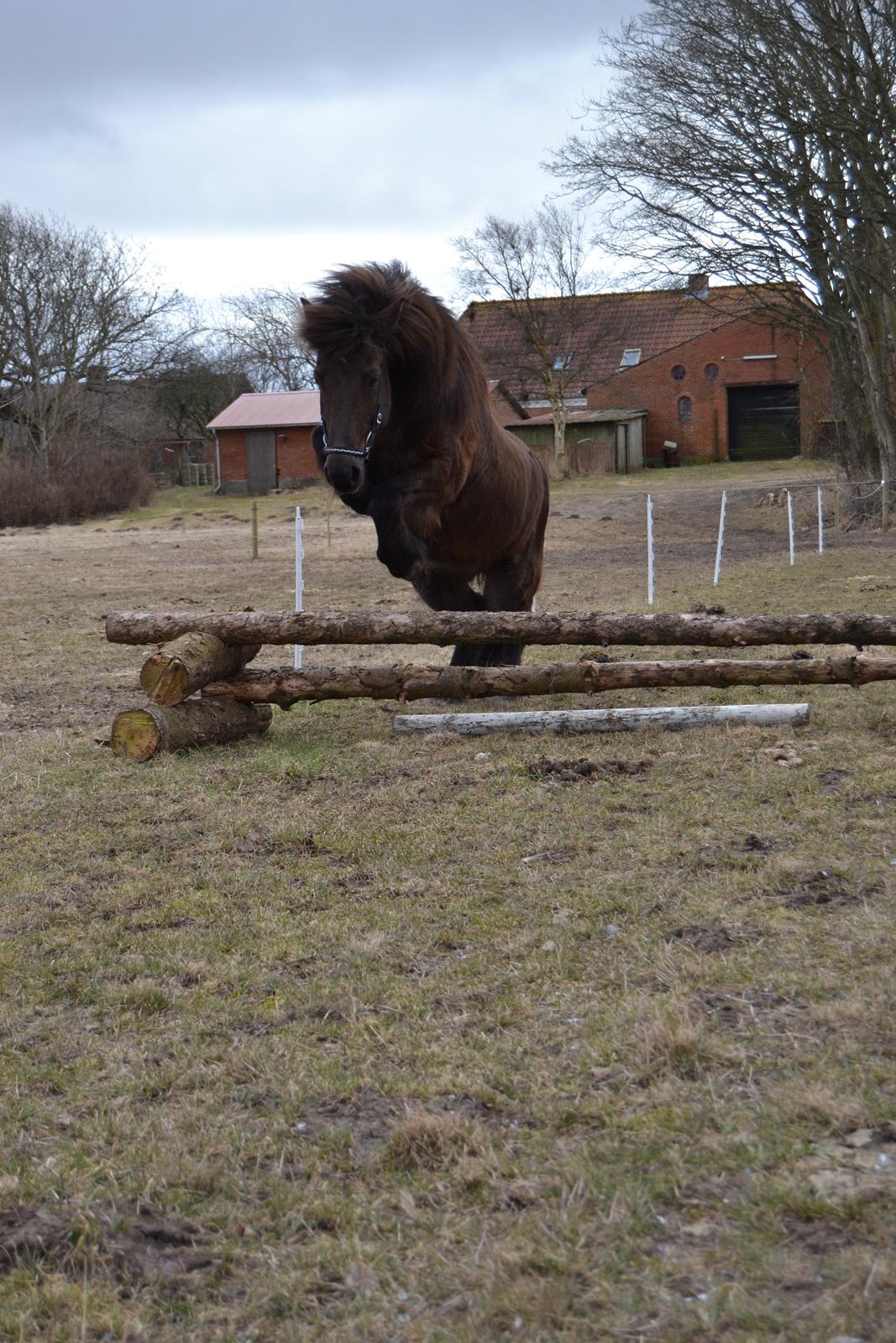 Islænder Visna fra Søborg<3 - Springer her 50 første gang i løs spring.
ISLÆNDER KAN OGSÅ SPRINGE! billede 12