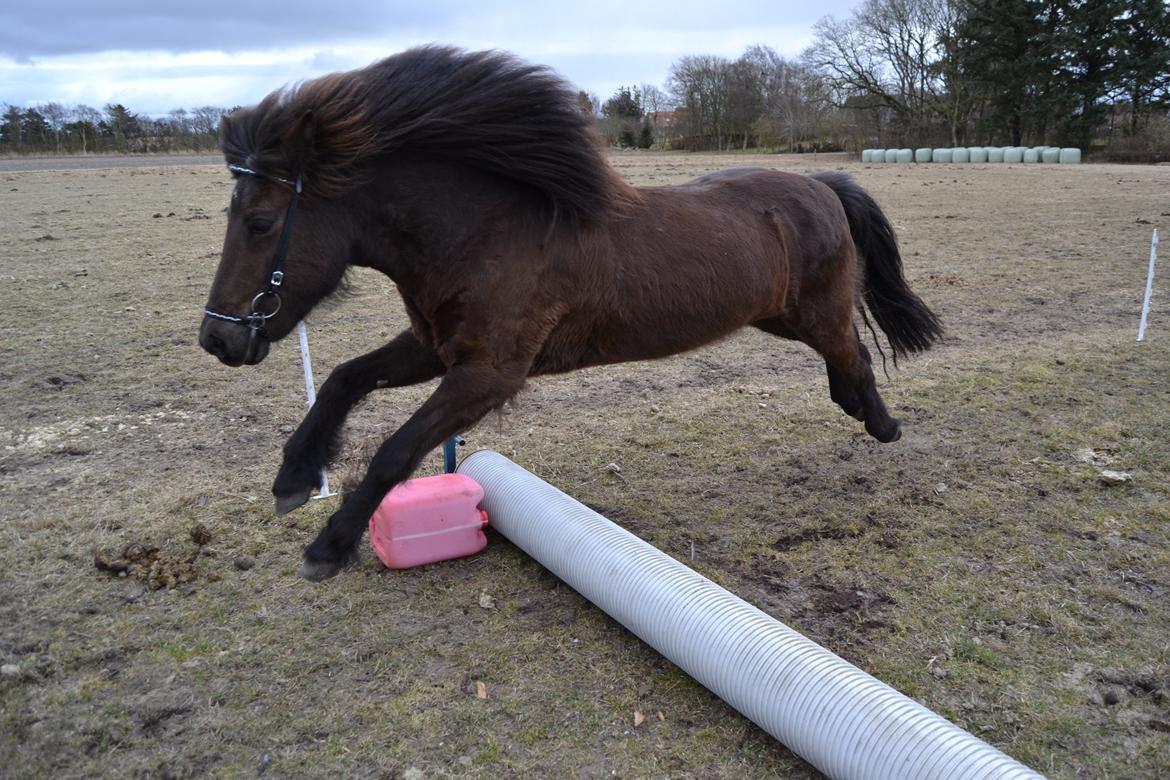 Islænder Visna fra Søborg<3 - Svævende hest, ingen ben på jorden! :) billede 20