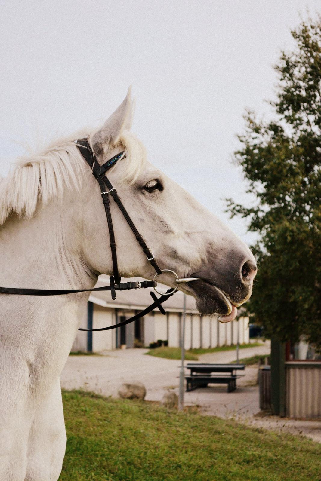 Anden særlig race Smokie billede 15