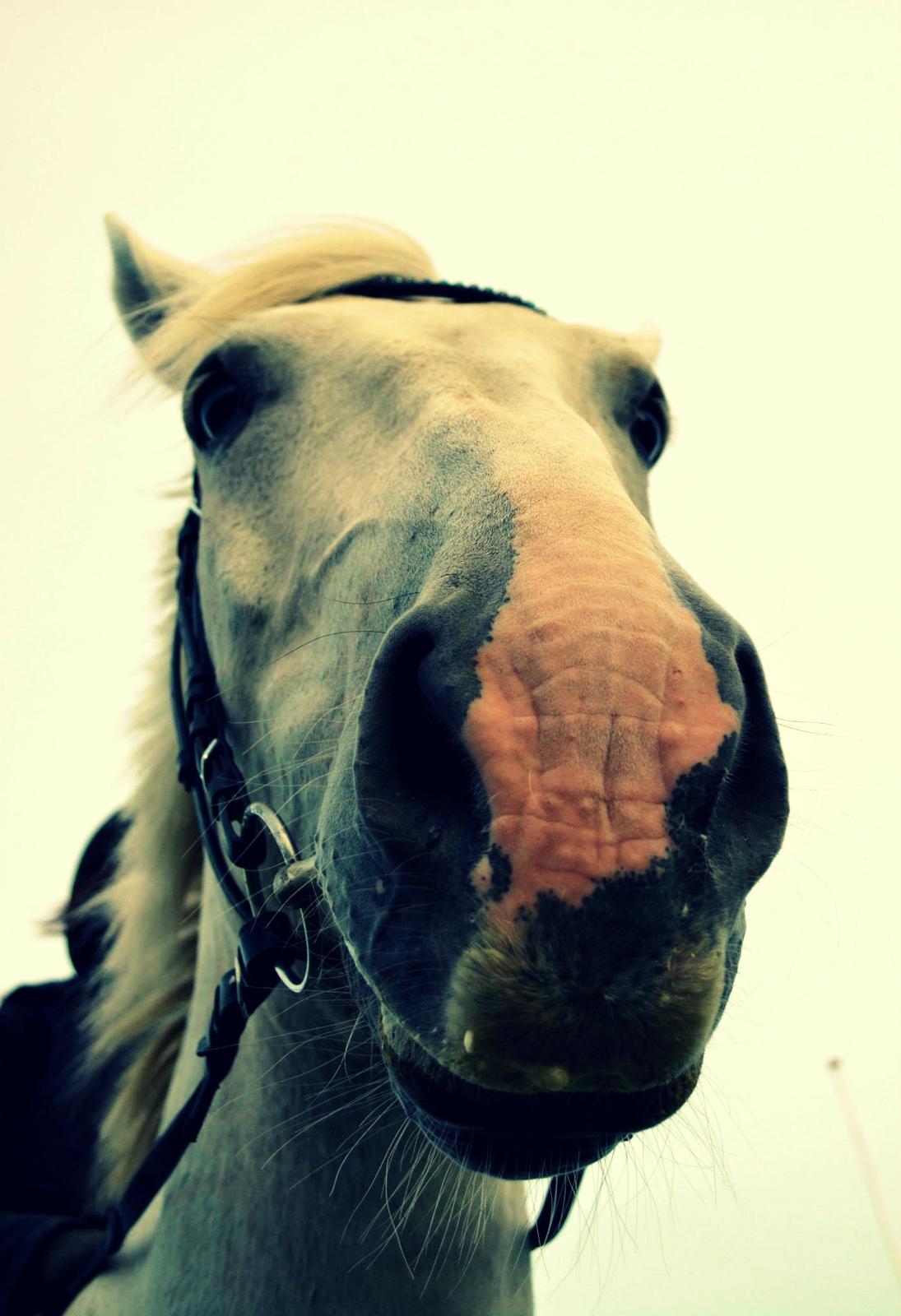 Anden særlig race Smokie billede 9