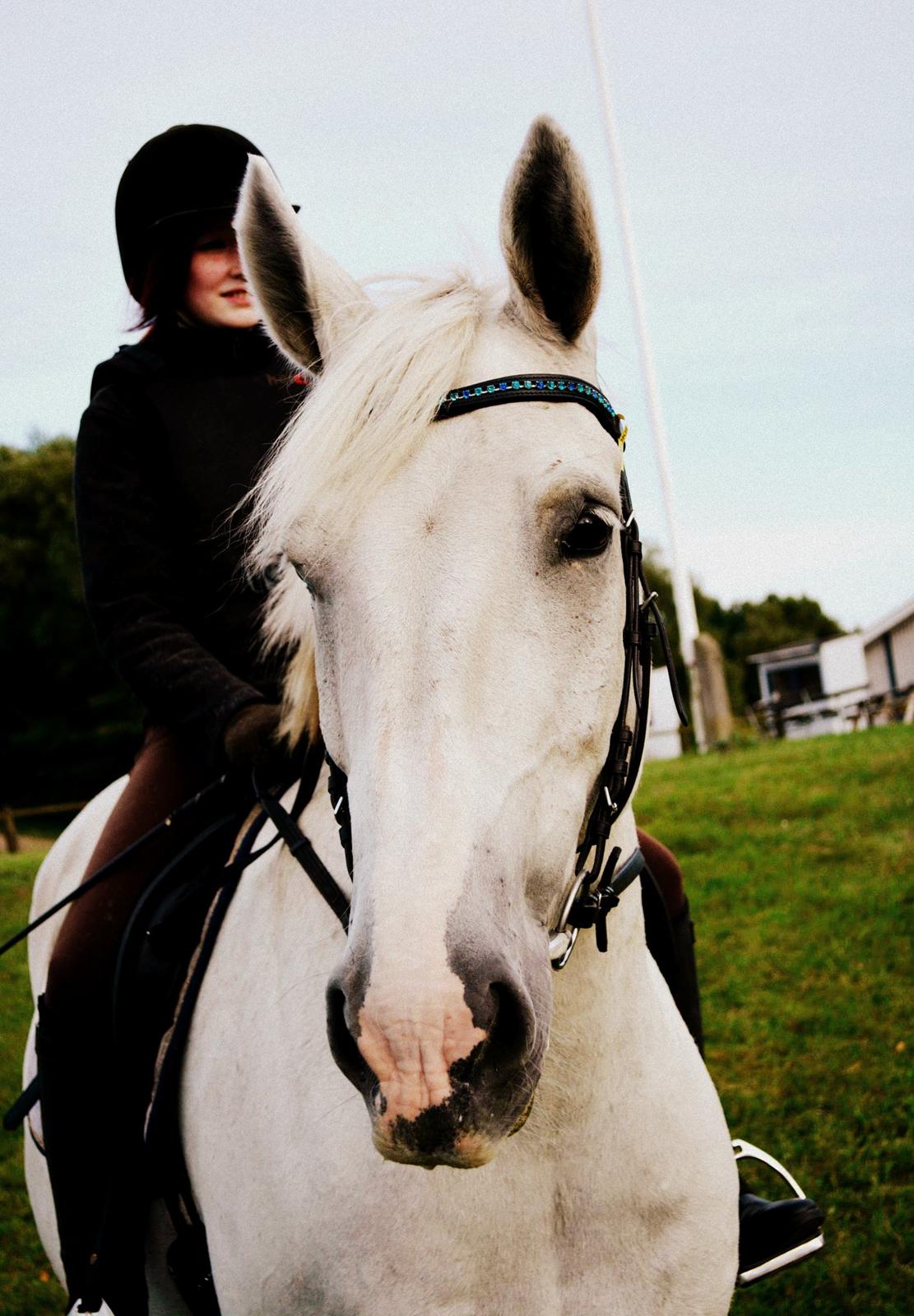 Anden særlig race Smokie billede 3