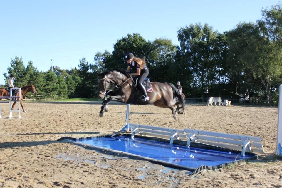 Hollandsk Varmblod Cavour - WUUHUUUU JEG FLYVER OVER VAND!<3<3 billede 10