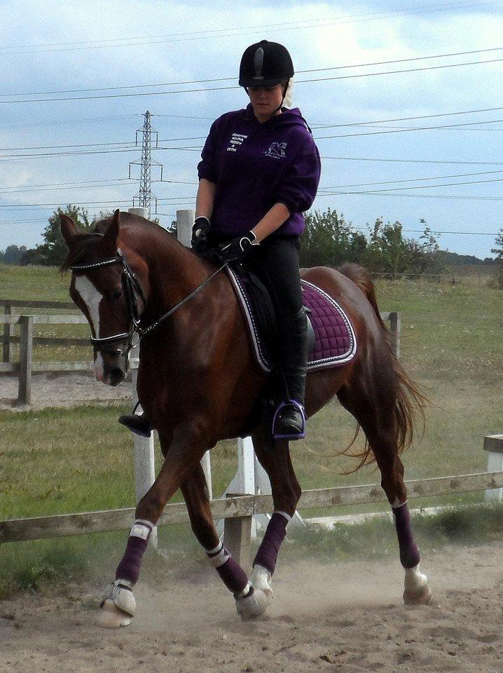 Sportsaraber (A) Bashir - Efter 3 ugers Dressur træning billede 8