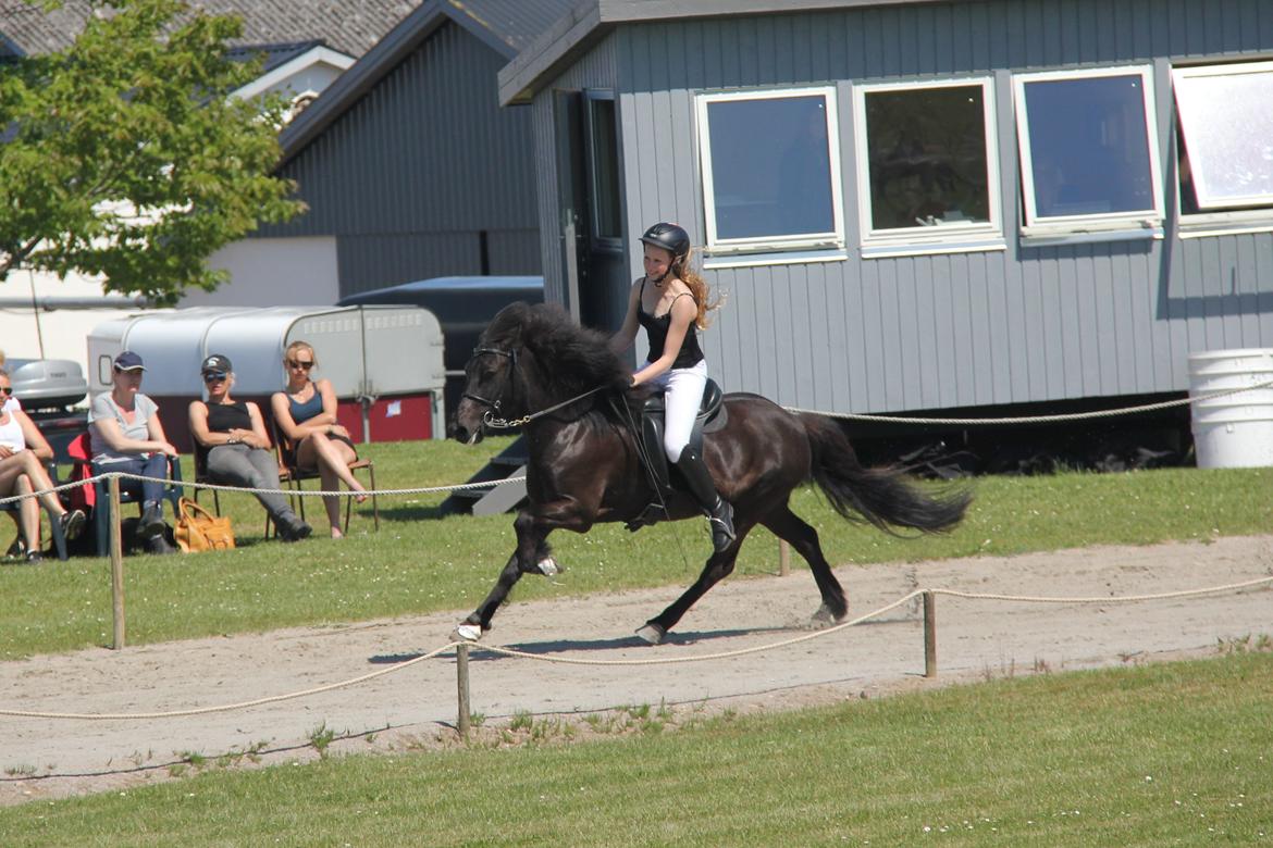 Islænder Drífa fra Katulabo - Galop - 2013 billede 7