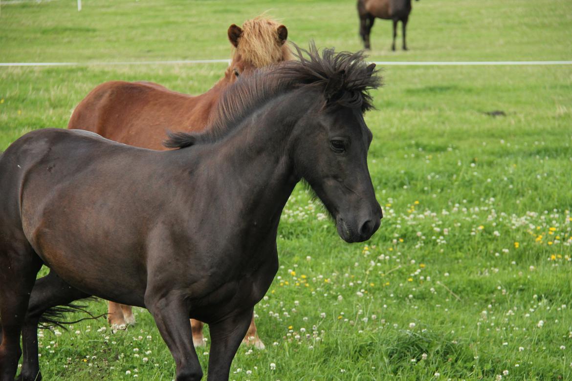 Islænder Drífa fra Katulabo - 2011 billede 14
