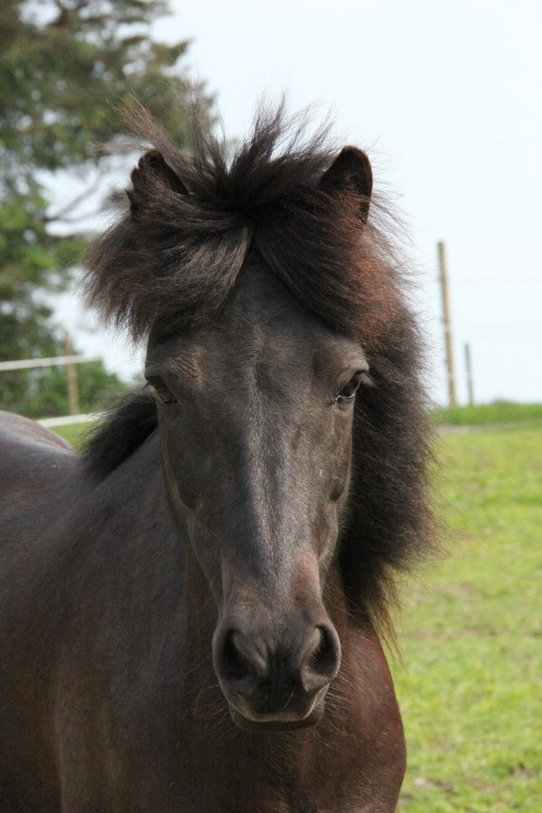 Islænder Drífa fra Katulabo - 2011 billede 15
