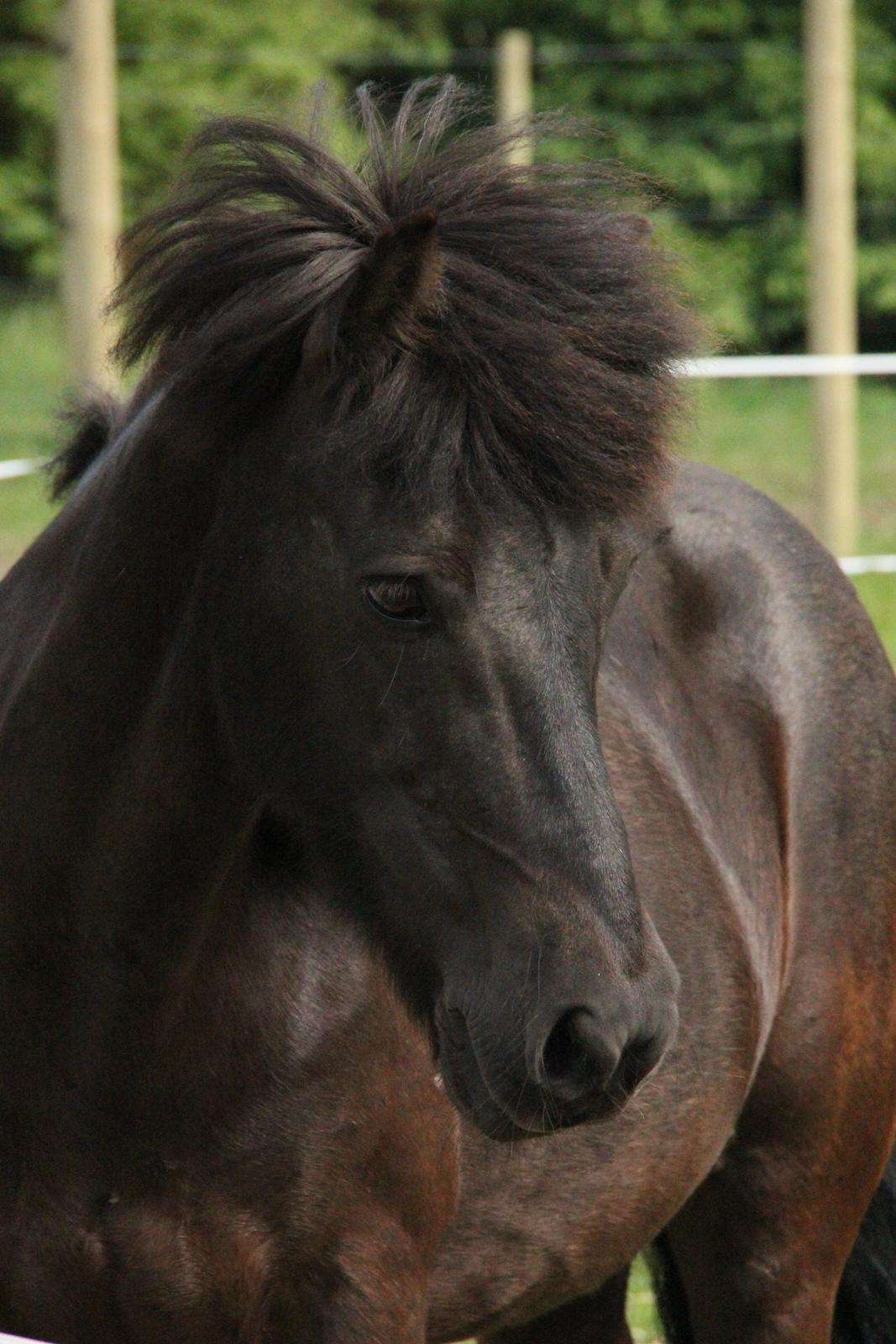 Islænder Drífa fra Katulabo - 2011 billede 16