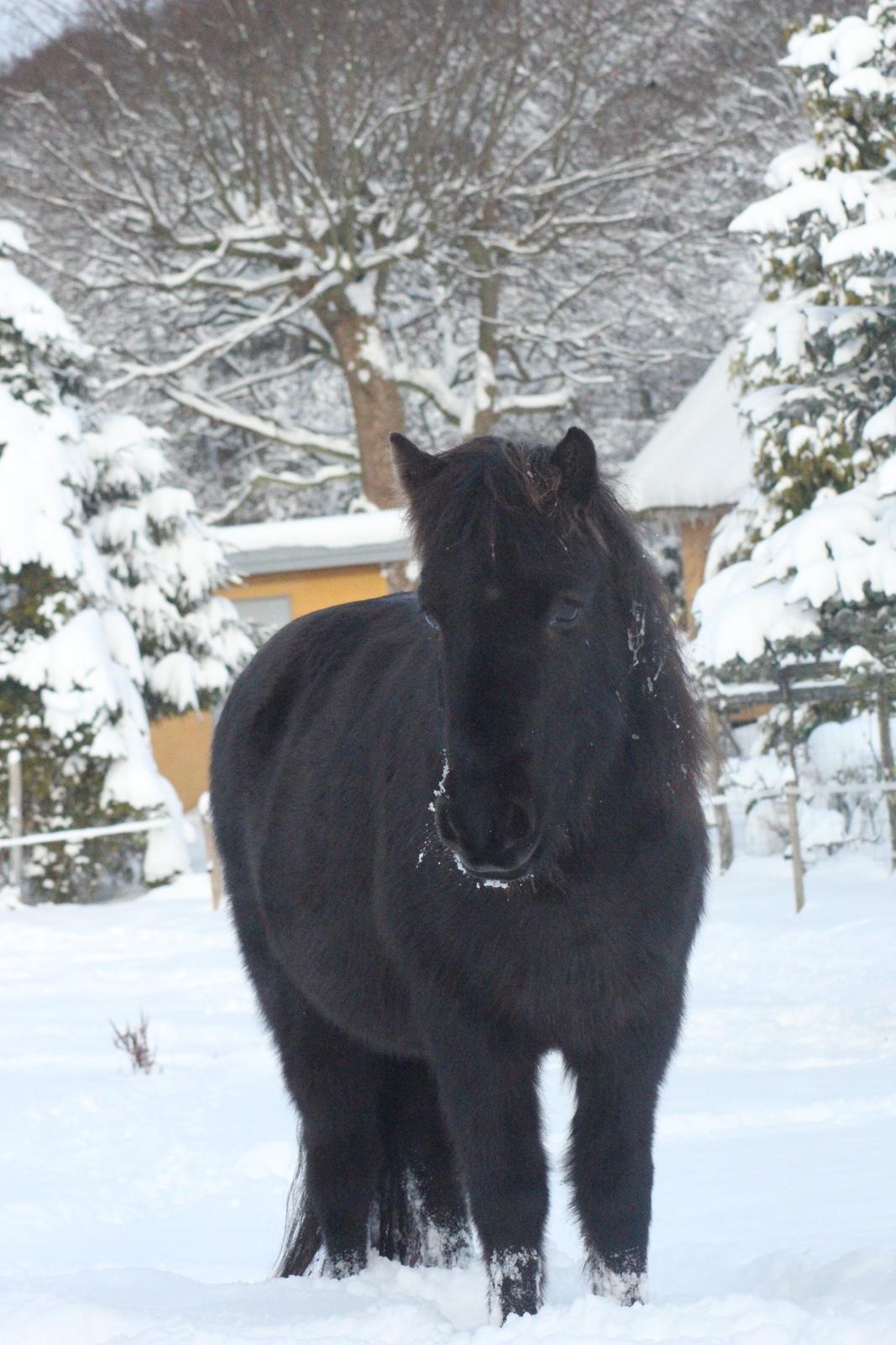 Islænder Drífa fra Katulabo - 2010 billede 17