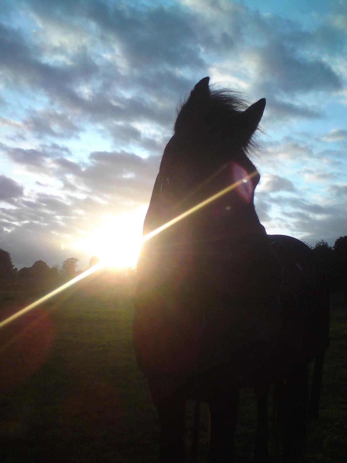 Islænder Drífa fra Katulabo - 2008 billede 18