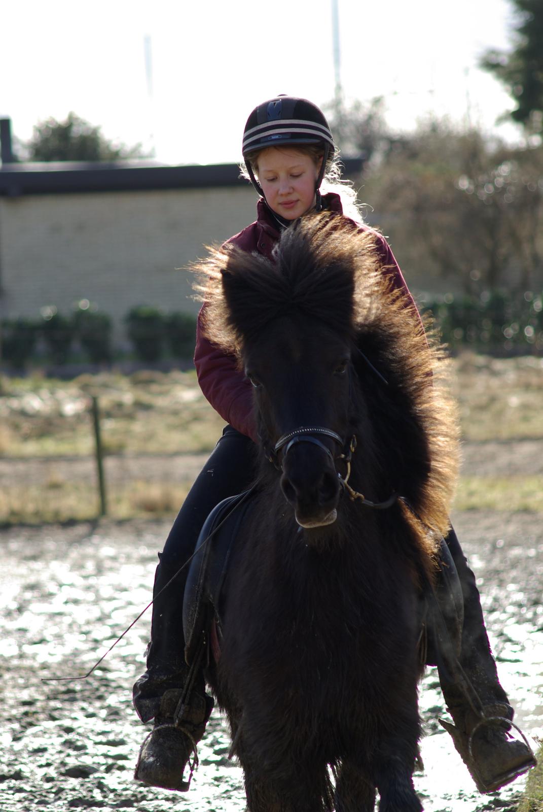 Islænder Drífa fra Katulabo - 2008 billede 19