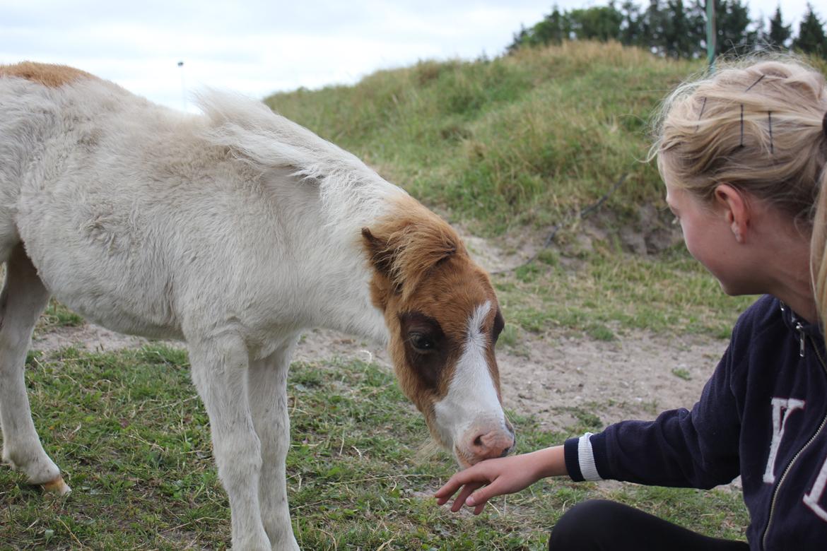 Miniature FELIX AF GOSVIG - Babyyy<3 billede 2