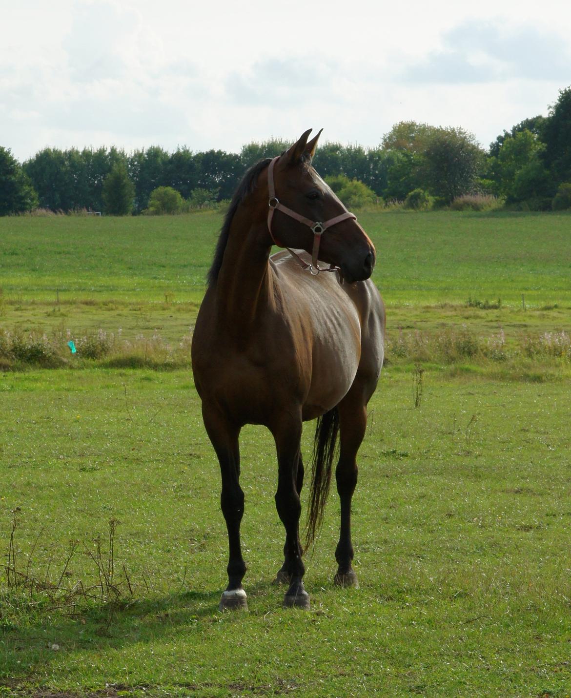 Dansk Varmblod Spanggårds Whitney (RDH) - Whitney D. 30. August 2013, lige kommet på fold efter vi har hentet hende hjem :) billede 7