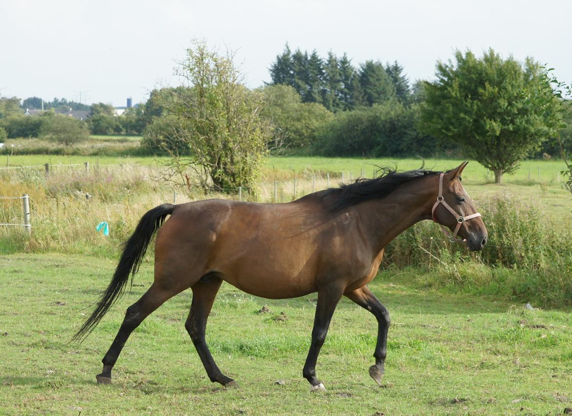 Dansk Varmblod Spanggårds Whitney (RDH) - Whitney D. 30. August 2013, lige kommet på fold efter vi har hentet hende hjem :) billede 5