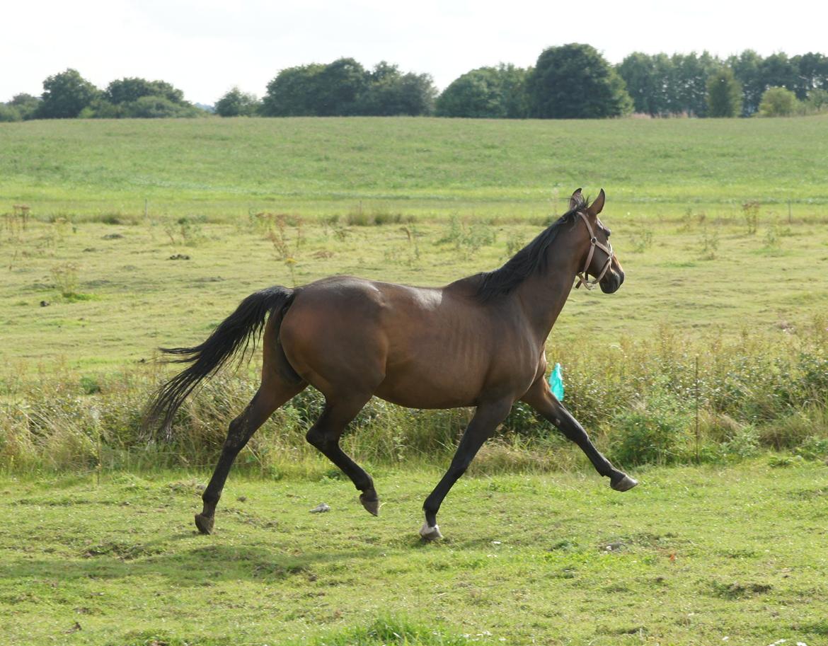 Dansk Varmblod Spanggårds Whitney (RDH) - Whitney D. 30. August 2013, lige kommet på fold efter vi har hentet hende hjem :) billede 16