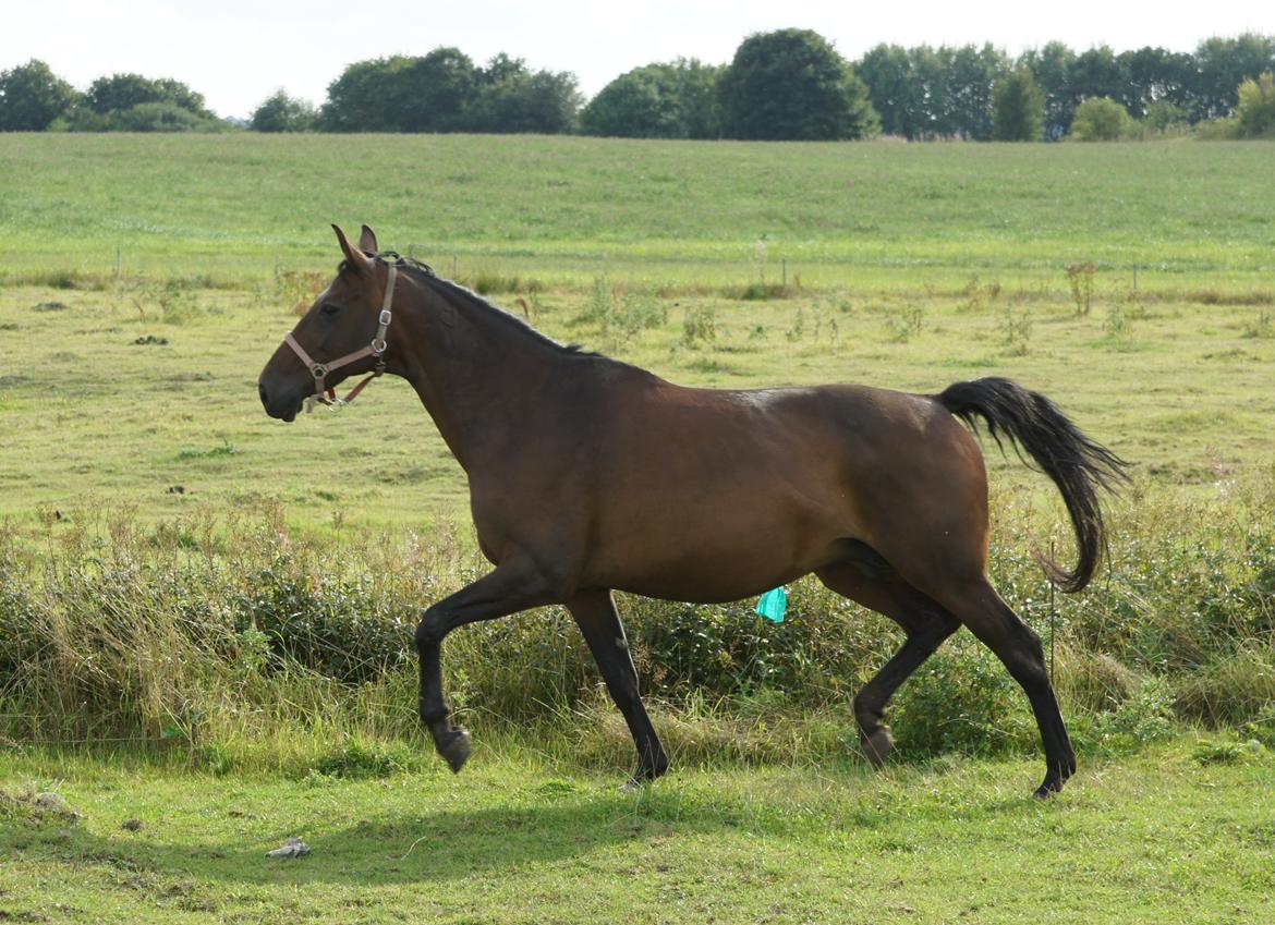 Dansk Varmblod Spanggårds Whitney (RDH) - Whitney D. 30. August 2013, lige kommet på fold efter vi har hentet hende hjem :) billede 11