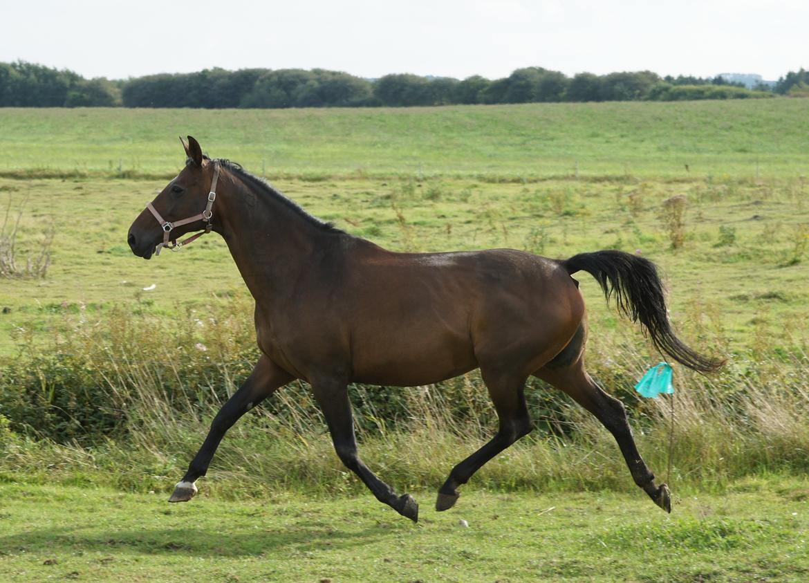 Dansk Varmblod Spanggårds Whitney (RDH) - Whitney D. 30. August 2013, lige kommet på fold efter vi har hentet hende hjem :) billede 15