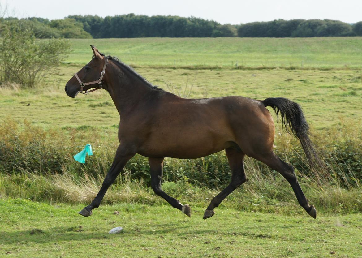 Dansk Varmblod Spanggårds Whitney (RDH) - Whitney D. 30. August 2013, lige kommet på fold efter vi har hentet hende hjem :) billede 14