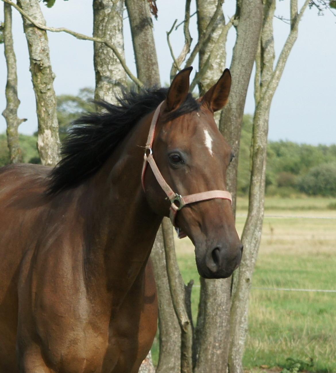Dansk Varmblod Spanggårds Whitney (RDH) - Whitney D. 30. August 2013, lige kommet på fold efter vi har hentet hende hjem :) billede 10